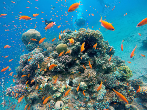 Coral reef in the Red Sea next to Eilat