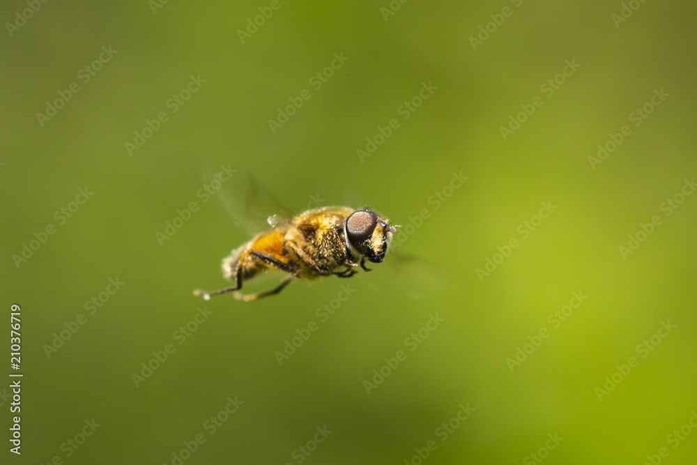 Drone fly Eristalis tenax insect in flight on a sunny day Drone fly Eristalis tenax insect in flight on a sunny day