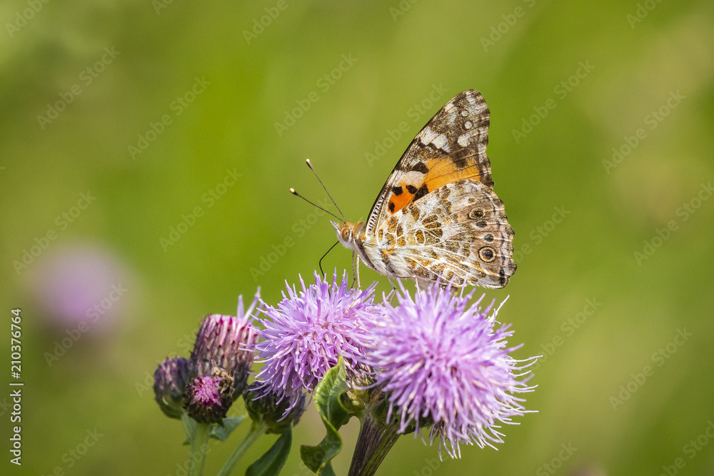 Painted Lady butterfly, vanessa cardu, feeding Painted Lady butterfly, vanessa cardu, feeding