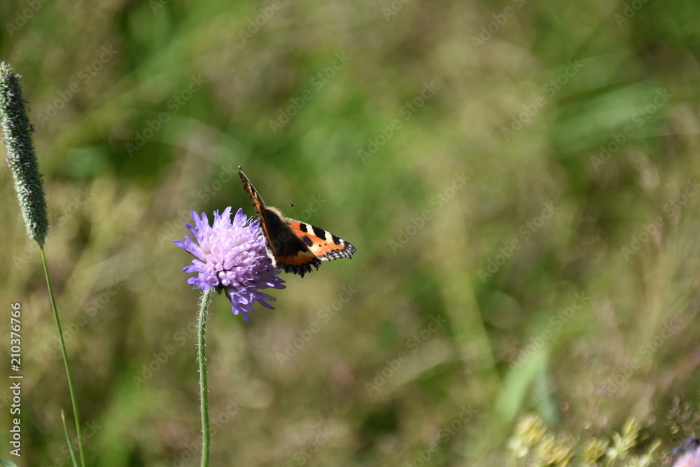 Schmetterling kleiner Fuchs Aglais urticae Schmetterling kleiner Fuchs Aglais urticae