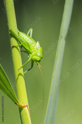 Great Green Bush-cricket, Tettigonia viridissima