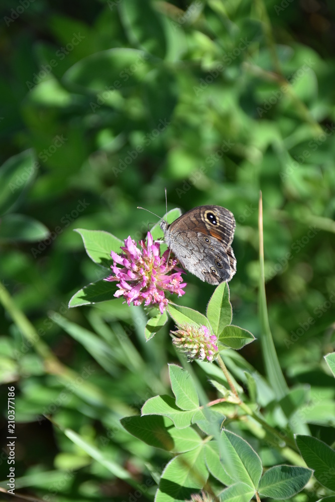 Fototapeta premium Schmetterling auf Blüte