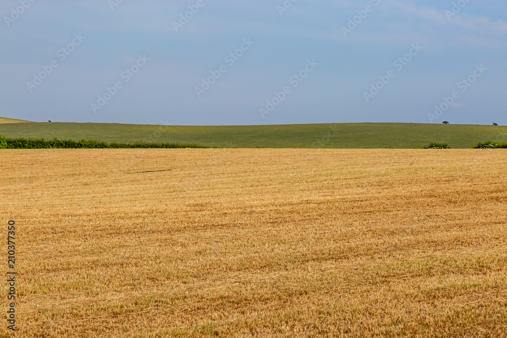Fields in Sussex on a sunny summer's day