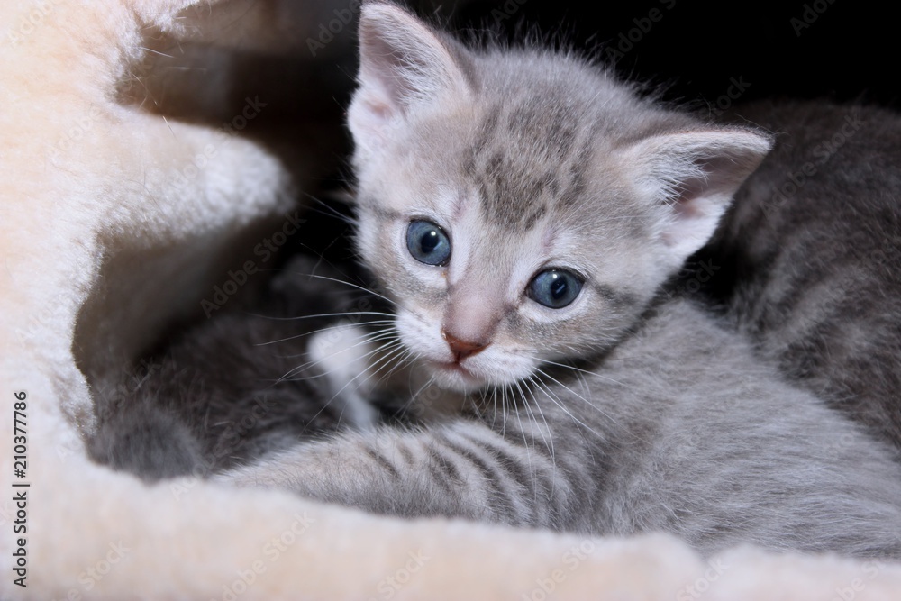ADORABLE GRAY TABBY KITTEN ADORABLE GRAY TABBY KITTEN