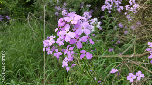 Fototapeta Naklejka Na Ścianę i Meble -  Purple flowers 