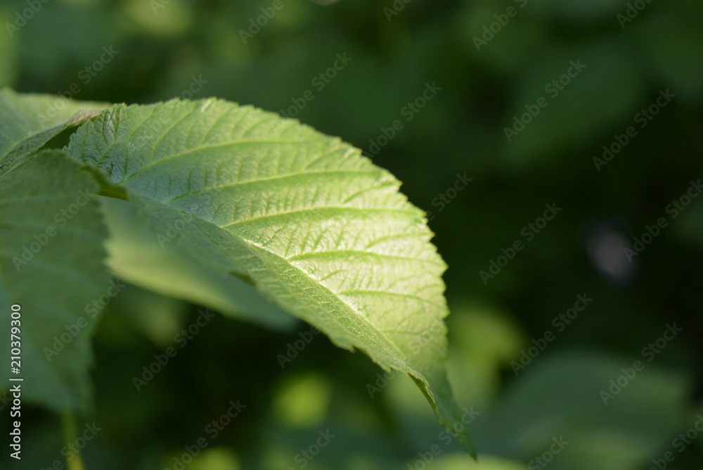 Raspberry bushes raspberry leaves on a sunbeam with its structure and natural color green Raspberry bushes raspberry leaves on a sunbeam with its structure and natural color green