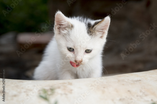 Cute white kitty sitting outdoors and looking at something with tongue sticking out