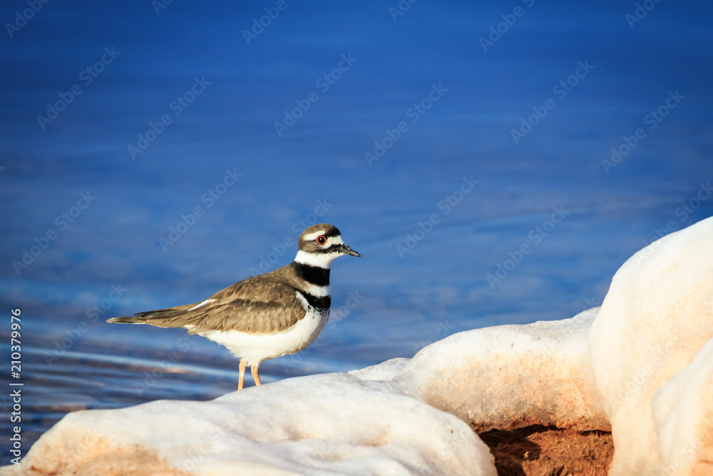 Killdeer (Charadrius vociferus) on a snowy lake shore Killdeer (Charadrius vociferus) on a snowy lake shore