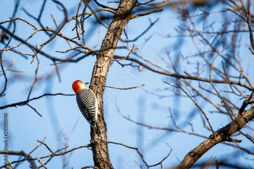 Red Bellied Woodpecker (Melanerpes carolinus) perched in a winter tree