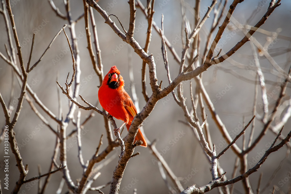 Fototapeta premium Male Cardinal (Cardinalis cardinalis) sitting in a winter tree