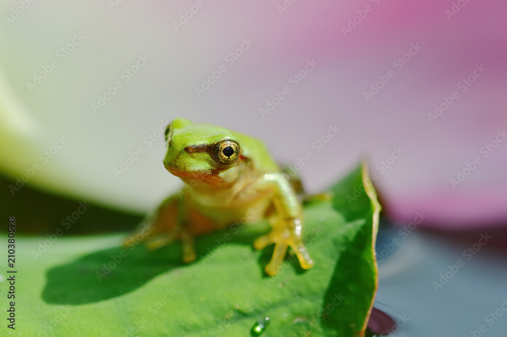 Obraz premium アマガエル