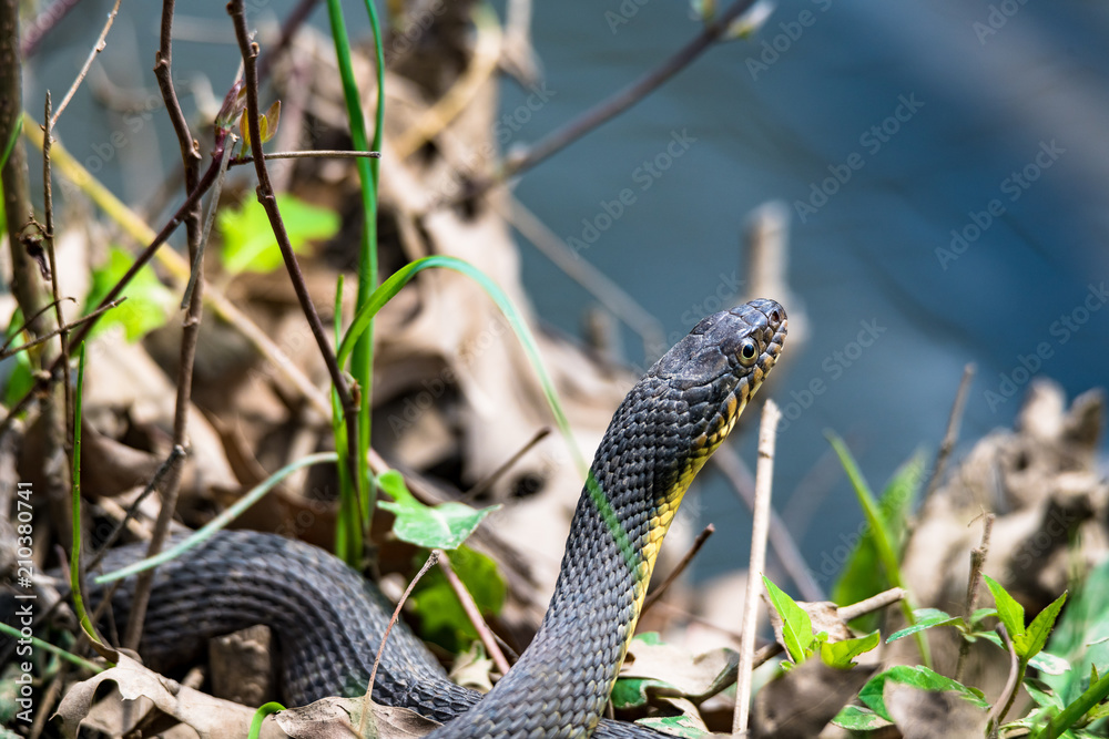 Snake Snake