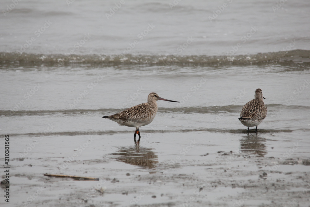 Bar-tailed Godwit in Ariake sea