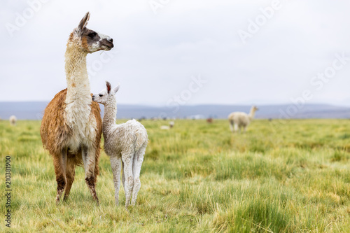 A baby llama with it's mother in the Altiplano in Bolivia near Chile South America