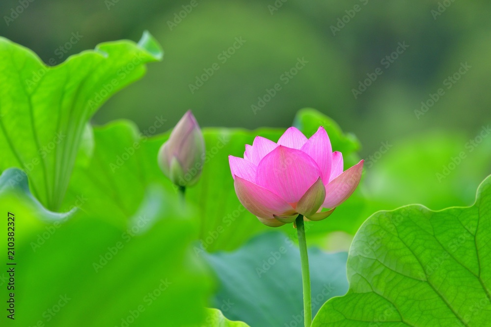 ちょうど見頃の蓮の花 ちょうど見頃の蓮の花
