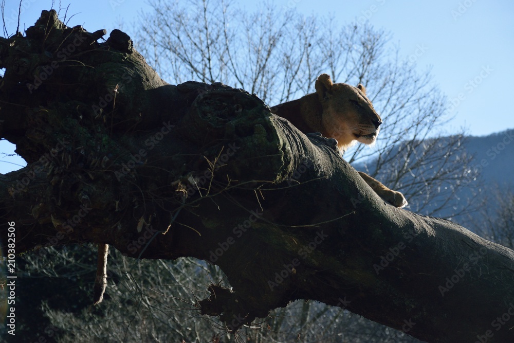 Obraz premium ライオン