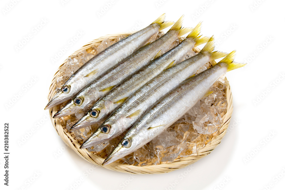 カマスの生魚 カマスの生魚
