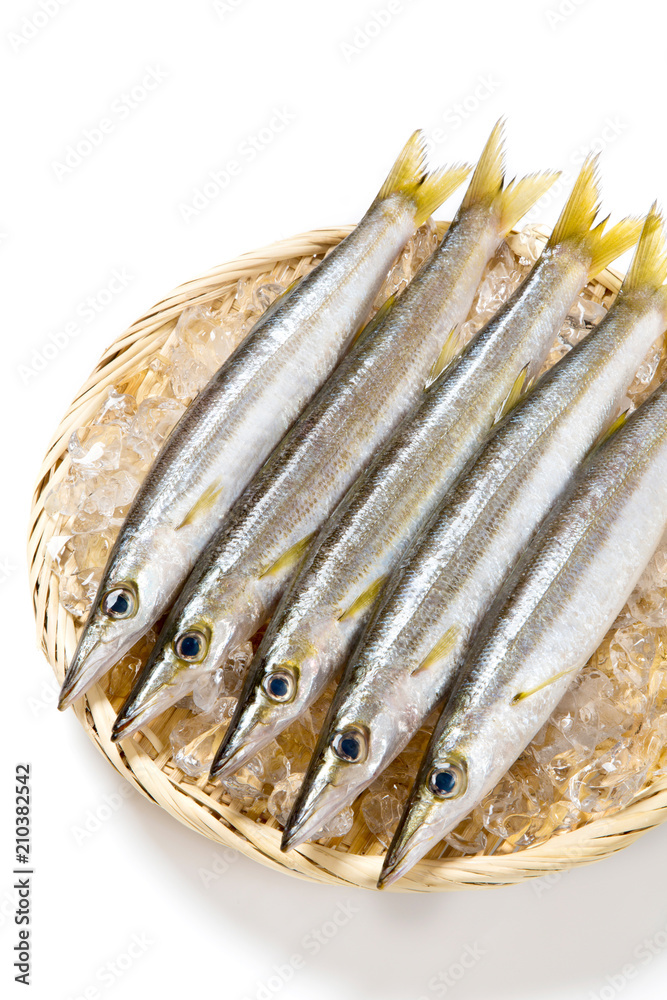 カマスの生魚