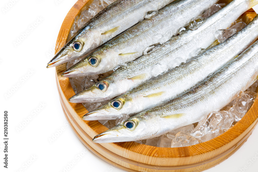 カマスの生魚 カマスの生魚