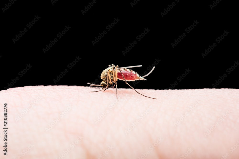 Yellow Fever, Malaria or Zika Virus Infected Mosquito Insect Bite Isolated on Black Background Yellow Fever, Malaria or Zika Virus Infected Mosquito Insect Bite Isolated on Black Background