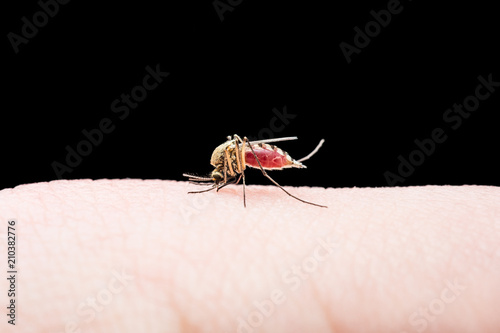 Wallpaper Mural Yellow Fever, Malaria or Zika Virus Infected Mosquito Insect Bite Isolated on Black Background Torontodigital.ca