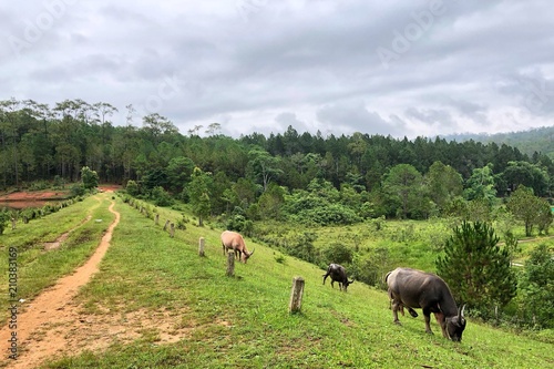 Fototapeta Naklejka Na Ścianę i Meble -  Asian buffalo eating grass in the field in Thailand 