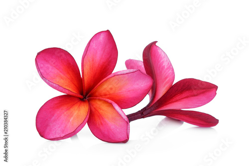 red frangipani flower isolated white background