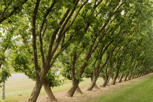 Double row of peach trees in an orchard in springtime. In Cromwell  Otago  New Zealand.