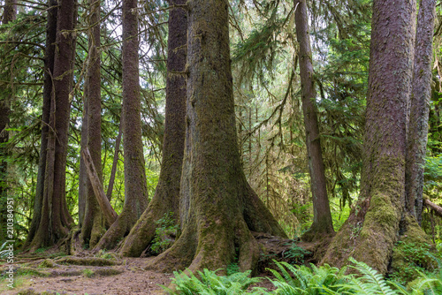 Sitka spruce trees on a nurse log, Olympic National Park photo