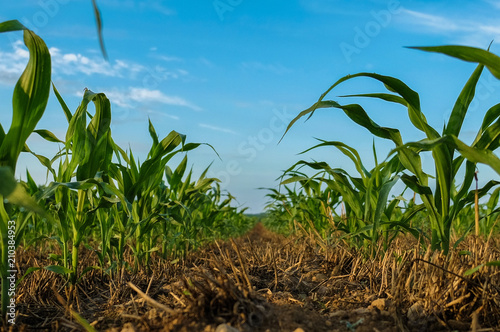 Young cornstalks of field corn growing in wheat stubble in a no till condition - North Carolina Agrigulture