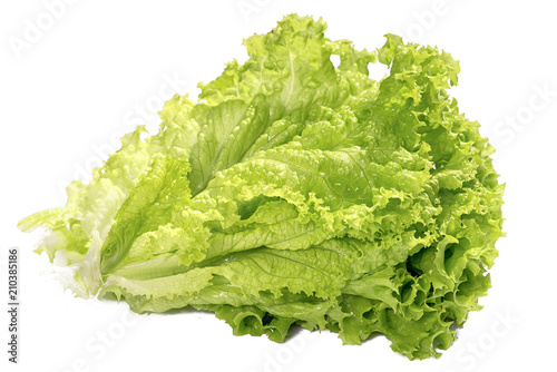 bunch of curly-leafed lettuce isolated on white background