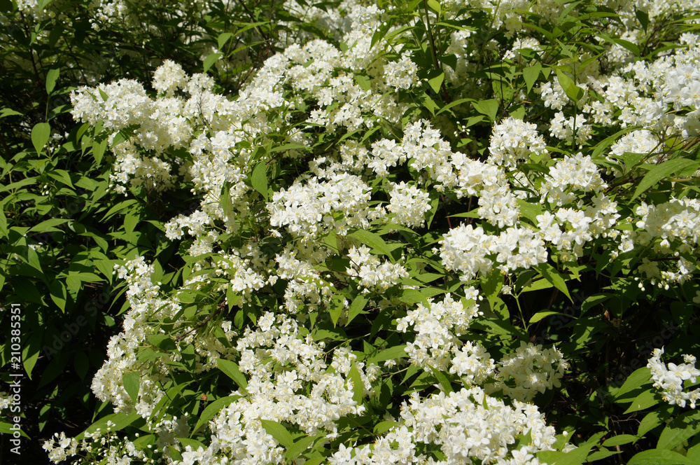Deutzia lemoinei lemoine green shrub with white flowers Deutzia lemoinei lemoine green shrub with white flowers