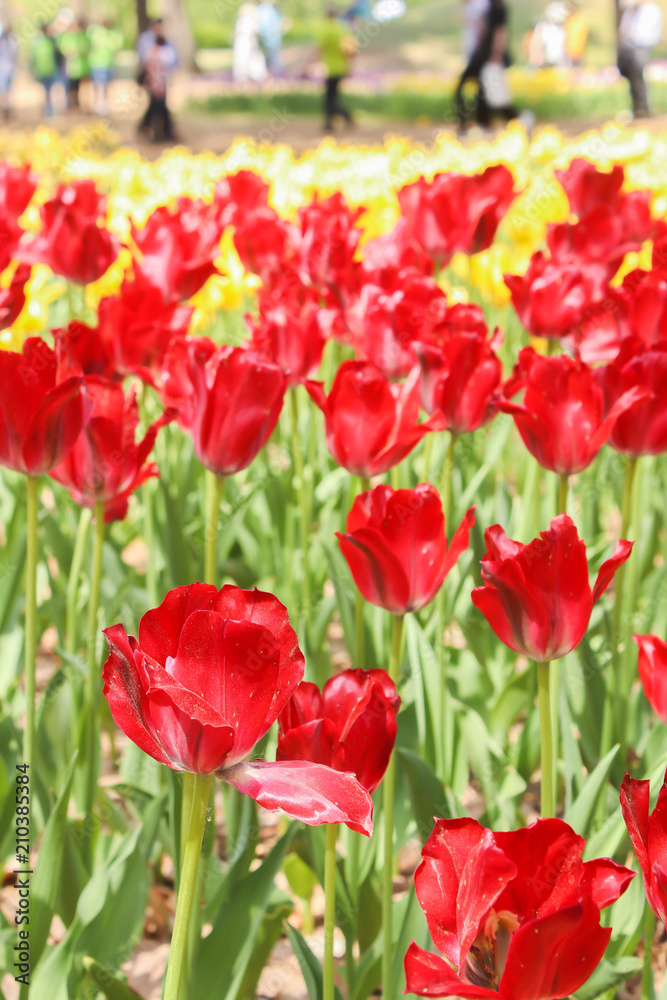 Groups of big red tulips in hitachi seaside park