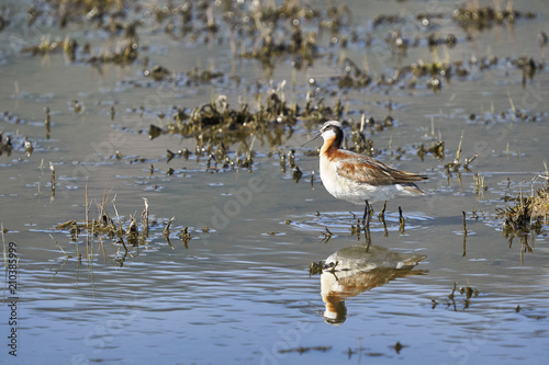 Wilson's Phalarope