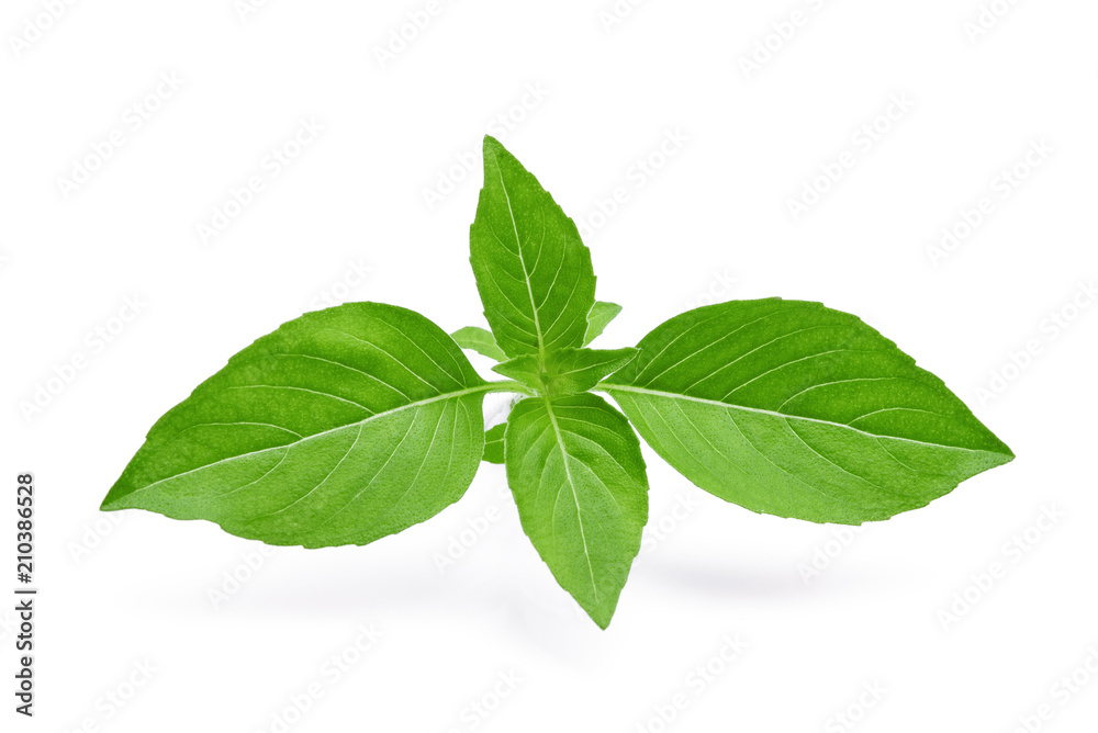 thai sweet basil isolated on white background thai sweet basil isolated on white background