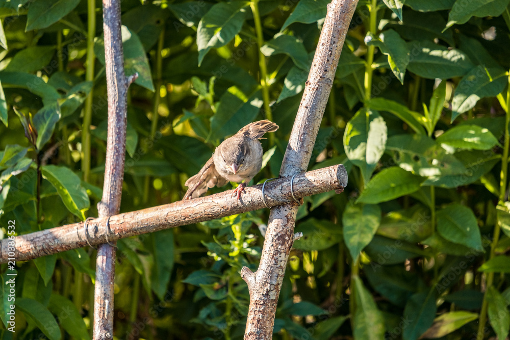 female sparrow flipping its wing while standing on wooden fence in the garden