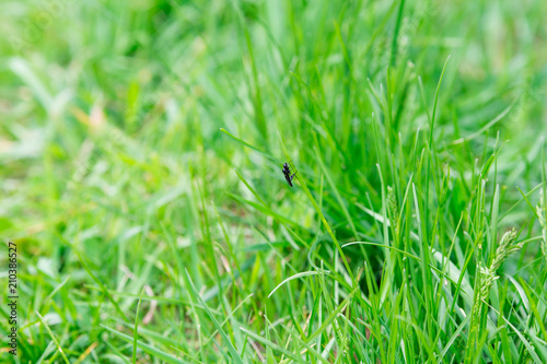 a lonely black insect sitting in the green grass on the summer meadow © kapichka