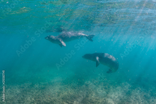 Monk seals playing underwater
