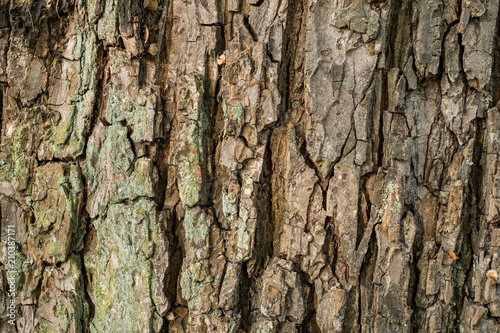 texture background of brown tree bark with rough and cracked surface