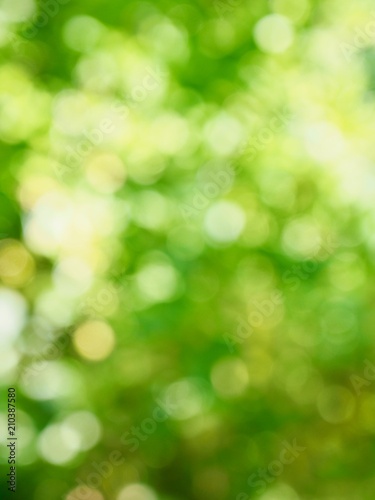 숲속의 잎사귀 보케, 빗나간 포커스 효과 © james3035
