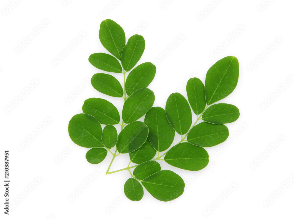 branch of green moringa leaves,tropical herbs isolated on white background branch of green moringa leaves,tropical herbs isolated on white background