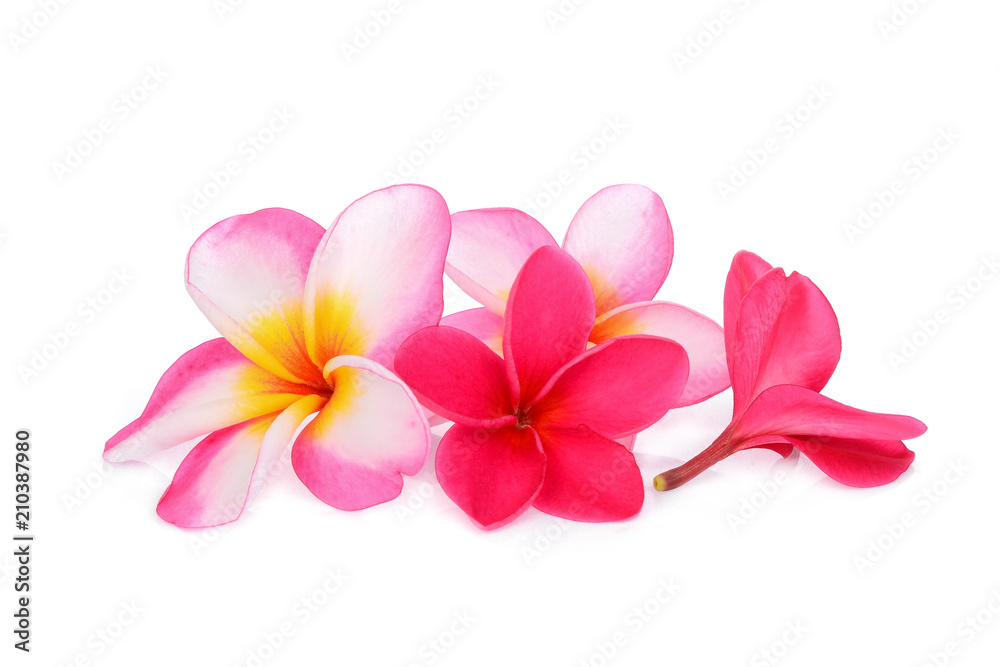 Obraz premium red and pink frangipani flower isolated white background