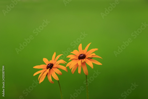 Yellow chrysanthemum, in the garden photo