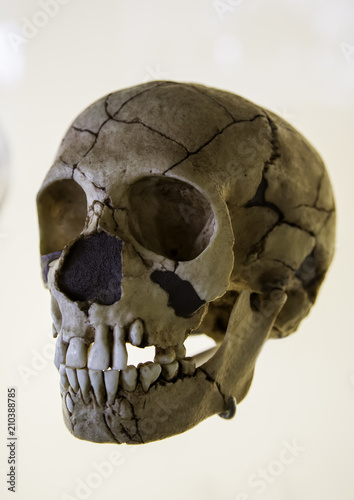 Human prehistoric skull photo