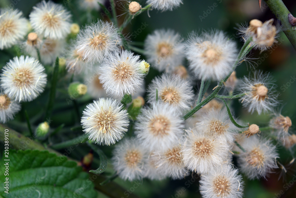 Flower Flower