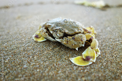 Crab on the beach