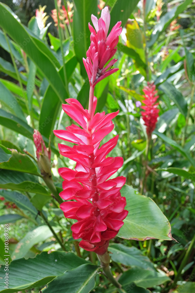 blooming orchid. Orchid flower in garden. blooming orchid. Orchid flower in garden.