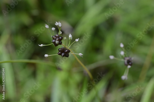 Wild racambole (Allium macrostemon) photo