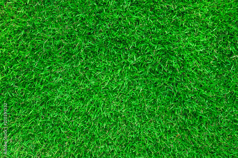 Green lawn for background. Green lawn for background.