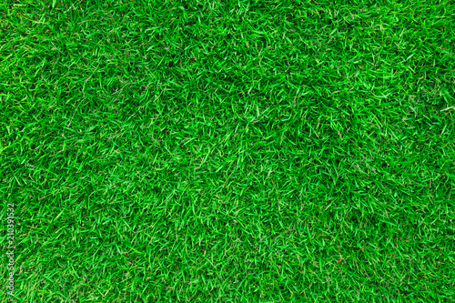 Green lawn for background.